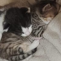 corail, chatte à adopter