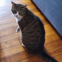 zoe, chatte à adopter