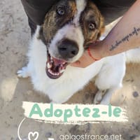 DANY, chien à adopter