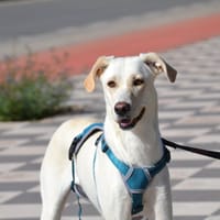Lina, chien à adopter