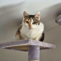 Rosace, chatte à adopter