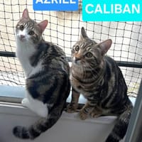 AZRIEL ET CALIBAN À ADOPTER ENSEMBLE, chat à adopter