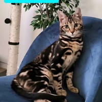 SANTANO, chat à adopter