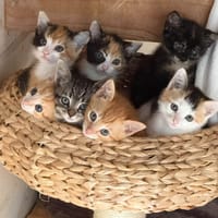 Hailey, Xana en Yara, poezen ter adoptie