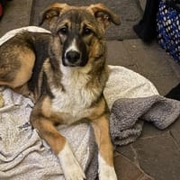 Süßer Divo möchte eine Familie, Hund zur Adoption
