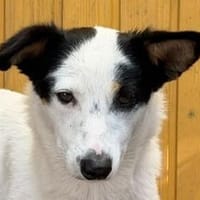 MONI-wunderschöne, freundliche Jung-Hündin, 41 cm, Hündin zur Adoption