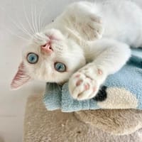 Menschenbezogener, junger Kater Blanco, Kater zur Adoption