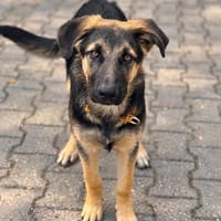 Bruno  ein wunderschöner Deutscher Schäferhund-Mix sucht se, Hund zur Adoption