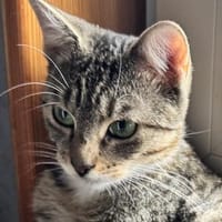 Lilly - eine kleine Löwenmama sucht ihr Zuhause, Katze zur Adoption