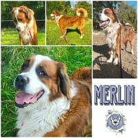 MERLIN * Charakterhund für Charaktermensch, Hund zur Adoption