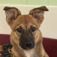 INA-hübsche, verspielte, kleine Jung-Hündin, 32 cm, Hündin zur Adoption