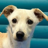 LUNA-zarte,zuckersüße Jung-Hündin, 35 cm, Hündin zur Adoption