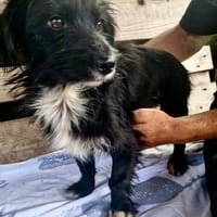 Zauberhafte kleine Annie sucht ein liebevolles Zuhause, Hündin zur Adoption