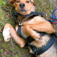 Jerry - verschmuster, lernwilliger Partner!, Hund zur Adoption