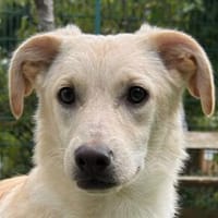 TOBI-selbstbewusster, verspielter Jung-Rüde, 38 cm, Hund zur Adoption