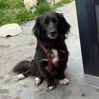 Lino - liebevoller kleiner Begleiter sucht ein ruhiges Zuhau, Hund zur Adoption