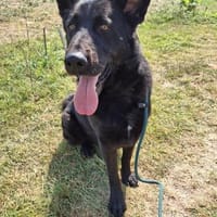 Riese Barry sucht ein zu Hause !, Hund zur Adoption