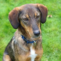 PEPPA, Hündin zur Adoption