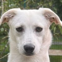 TOTO-zuckersüßer, verspielter Jung-Rüde, 33 cm, Hund zur Adoption