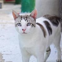 Lieber, sanfter Kater Pampam, Kater zur Adoption