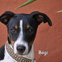 BOGI, Hund zur Adoption