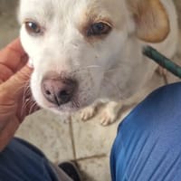 Pixie, kleine gemütliche Hündin, Hündin zur Adoption