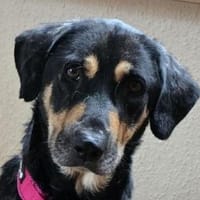 Stella-wunderschöne,liebe Seelen-Hündin, 60 cm, Hündin zur Adoption