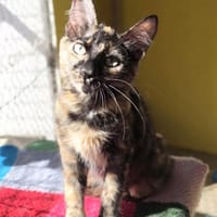 Liebe Katze Tina, Katze zur Adoption