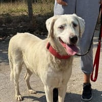 EVA ist LIEB sanft sensibel und SEHR‼sozial🤍, Hündin zur Adoption