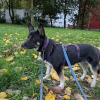 Jax  ausgeglichen, nah am Menschen, anfängertauglich, Hund zur Adoption