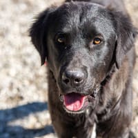 Crumble- Riesenbaby sucht dich, Hund zur Adoption
