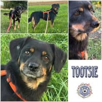 TOOTSIE * Mini Rotti in herzallerliebst, Hund zur Adoption