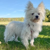 PAMAX: neugieriger, aufgeschlossener Pfiffikus, Hund zur Adoption