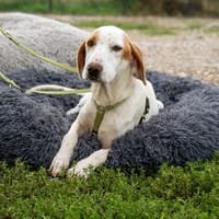 Oskar sucht seine Herzensmensch..., Hund zur Adoption
