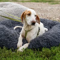 Oskar sucht seine Herzensmensch..., Hund zur Adoption