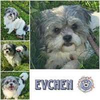 EVCHEN * winzig, lieb aber unsicher, braucht Ersthund, Hündin zur Adoption