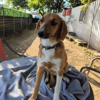 Unsere so liebeEllasucht ihre Menschen, Hündin zur Adoption