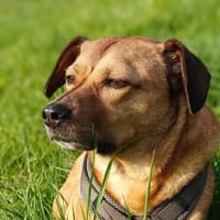 Rüde Tobi  Langschläfer, Schnüffelnase, Einzelgänger mit He, Hund zur Adoption