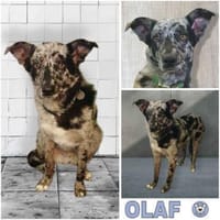 OLAF -möchte endlich ankommen-, Hund zur Adoption