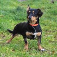 Balu - kleiner Mann sucht das große Glück, Hund zur Adoption
