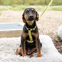 Dalky möchte mit die Welt entdecken...., Hund zur Adoption