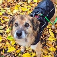 Duke, im besten Alter, braucht eine Fürimmerfamilie, Hund zur Adoption