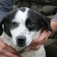 Musa - unkomplizierte Hündin, Hündin zur Adoption
