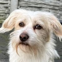 FROSTY-hübscher, zuckersüßer Wuschel-Rüde, 28 cm, Hund zur Adoption