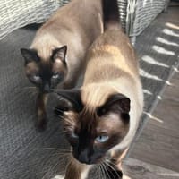 Siam Chilli und Schmatie, Kater zur Adoption
