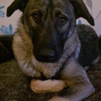 Zuhause gesucht für Kayla, Hündin zur Adoption