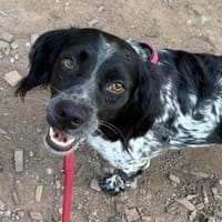 Holly sucht Geborgenheit in ihrer eigenen Familie, Hündin zur Adoption