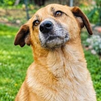 Unsere treue Seele Sofia sucht ein neues Kuschelkörbchen, Hündin zur Adoption