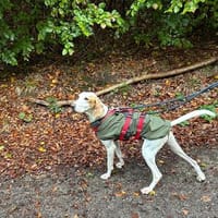 Monty, Hund zur Adoption