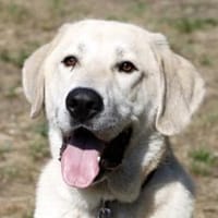 Basti - Riesenbaby su. Lebensplatz, Hund zur Adoption